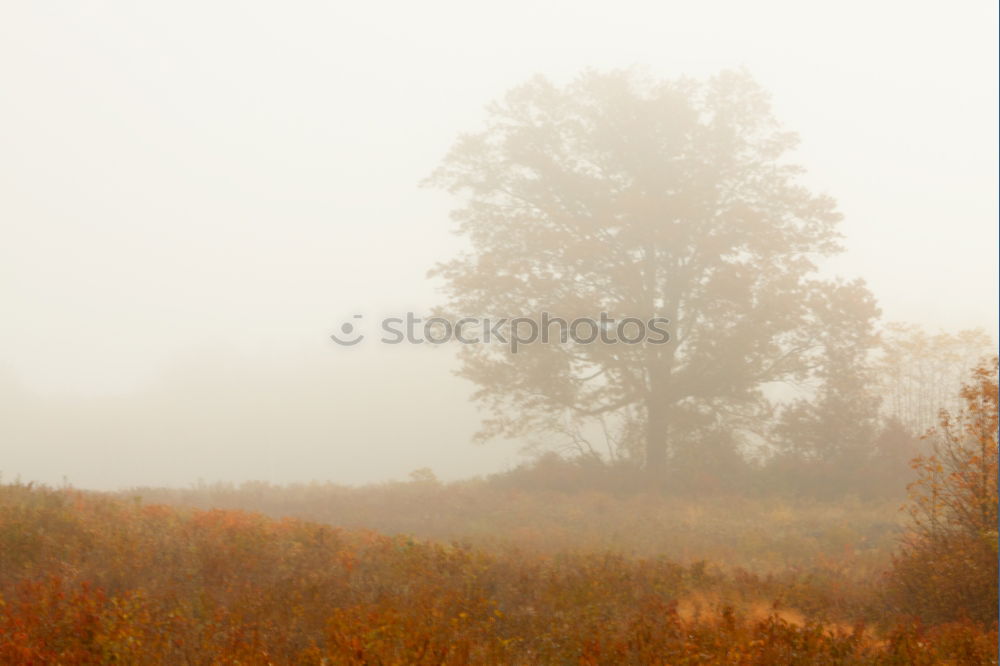 Similar – Image, Stock Photo Birch trees in autumn colors