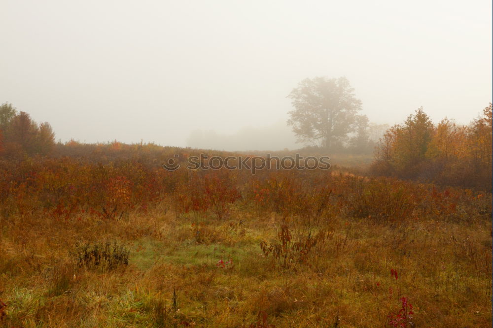 Image, Stock Photo A field in rural landscape