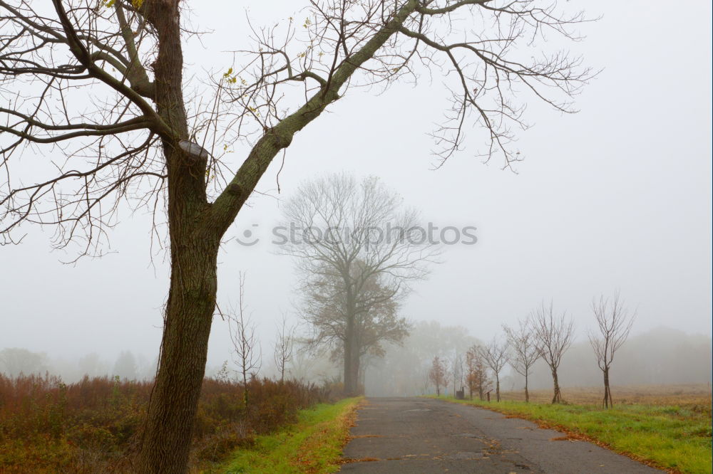 Similar – Man standing on foggy road