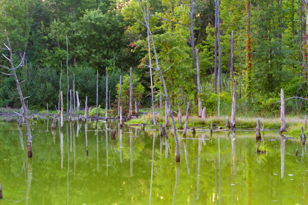 Similar – Image, Stock Photo reed Pond Common Reed