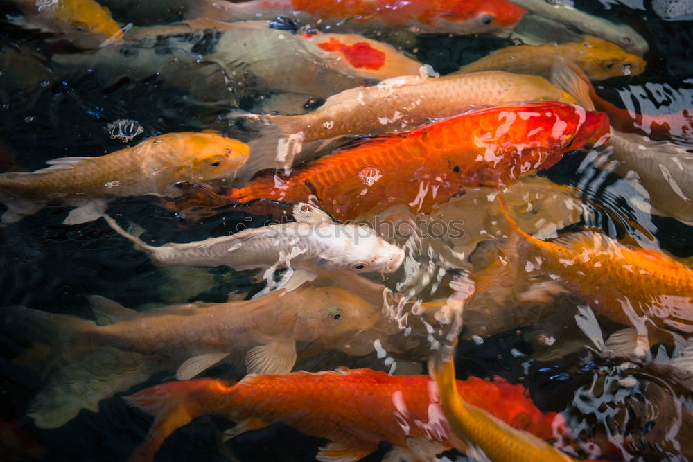 Similar – Golden fishes Goldfish