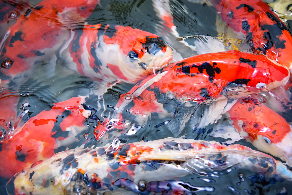 Similar – Image, Stock Photo koi Animal Fish Aquarium