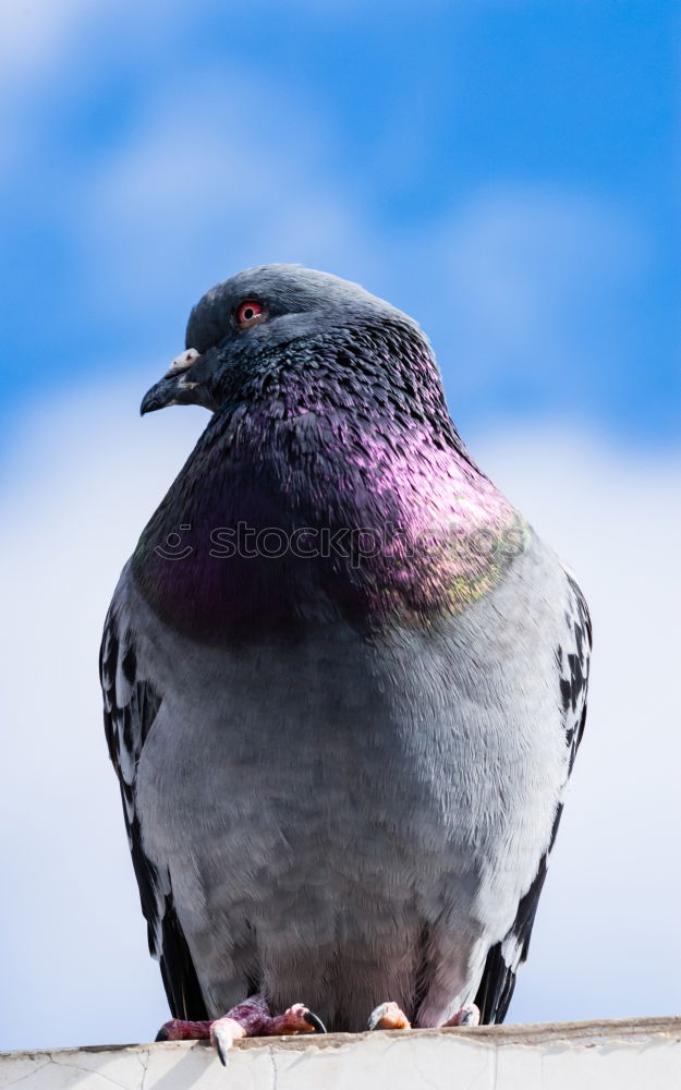 Similar – Taube Blau-Weiss Vogel