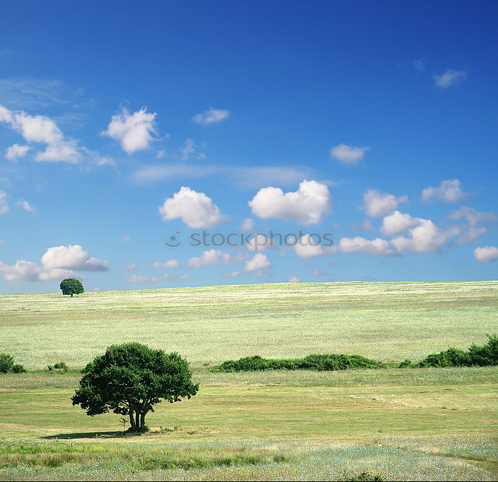 Similar – Grüne Idylle Baum grün