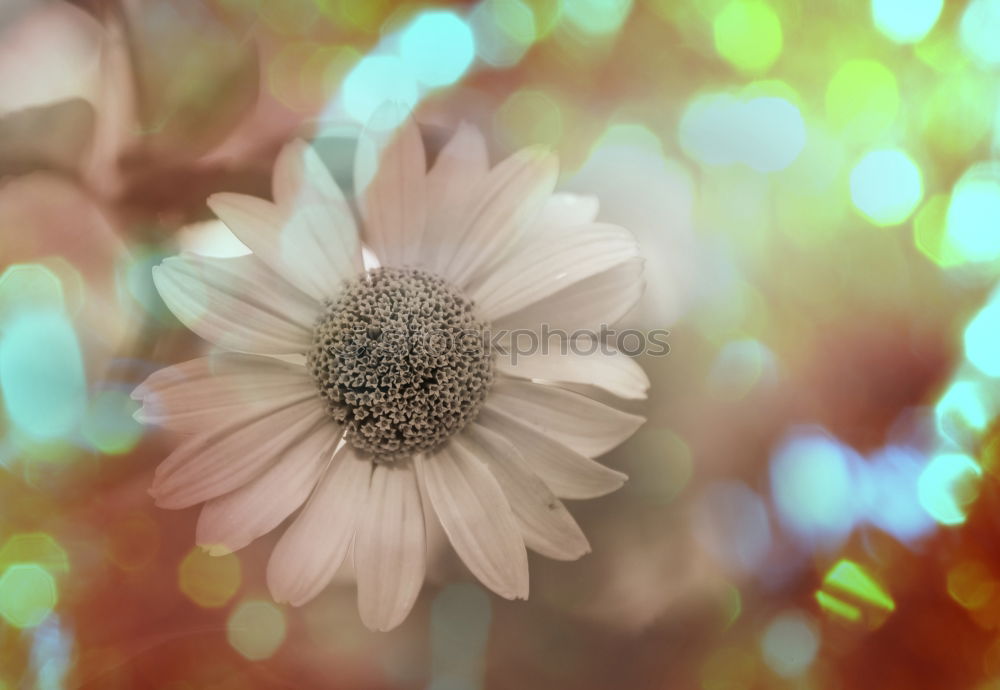 Similar – Image, Stock Photo Gerbera I Interior design