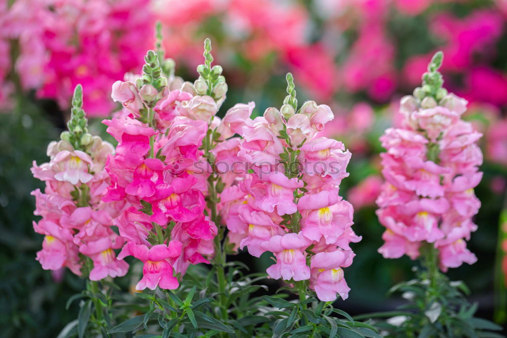 Similar – Foto Bild schöne rosa rote Salvias gegen einen Zaun