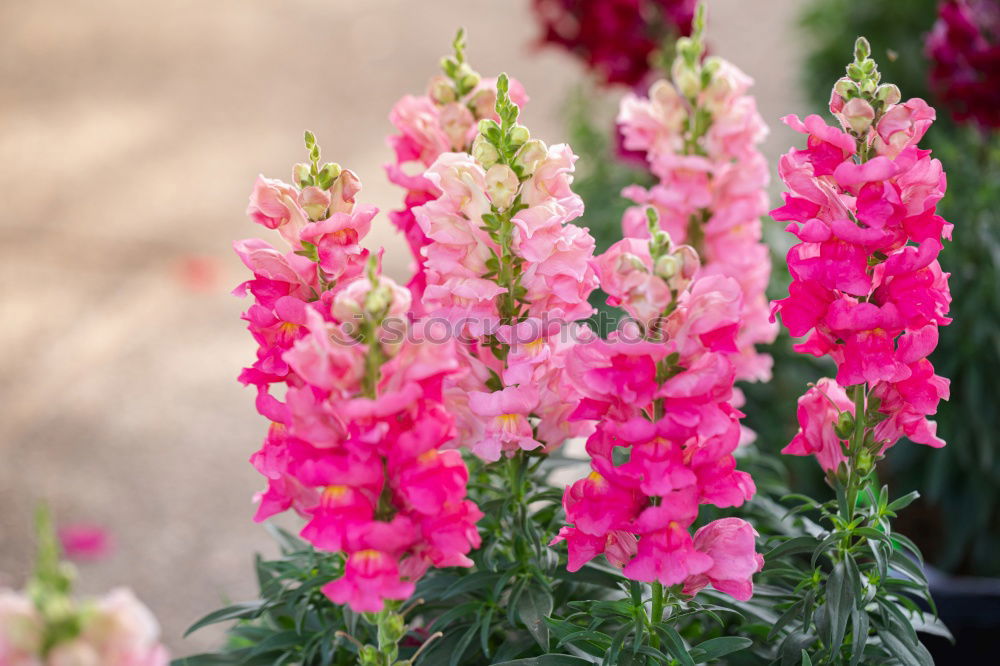 Foto Bild schöne rosa rote Salvias gegen einen Zaun