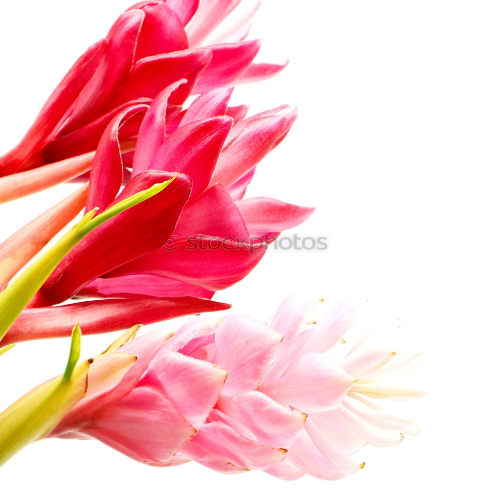 Similar – Image, Stock Photo pink flower of Billbergia