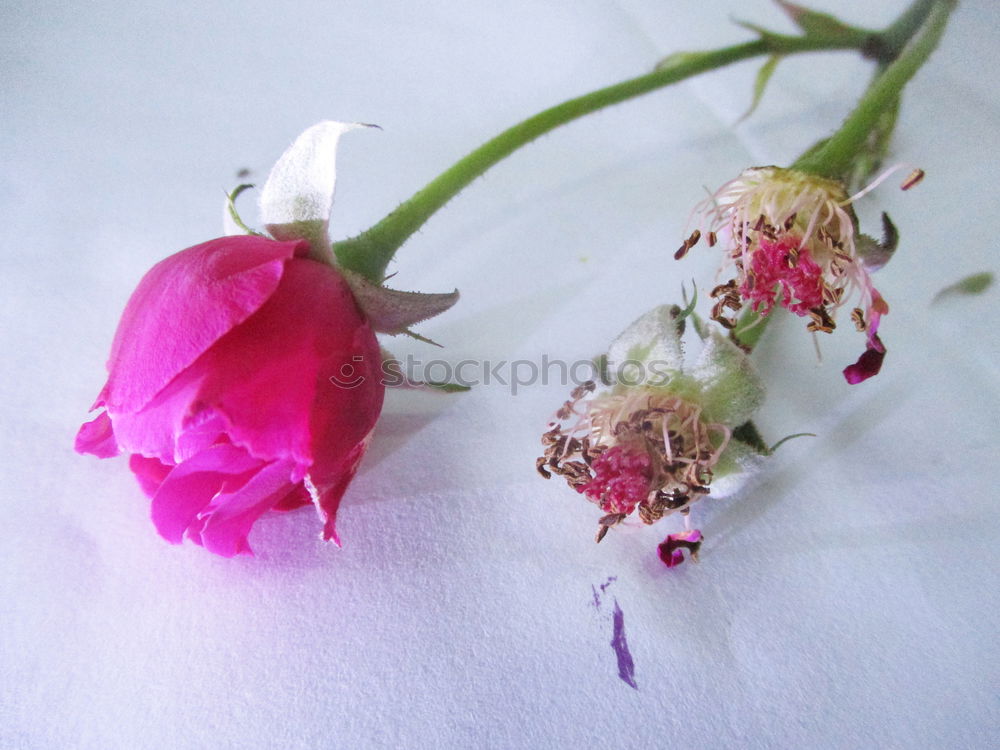 Similar – Image, Stock Photo Rose petal in the rain