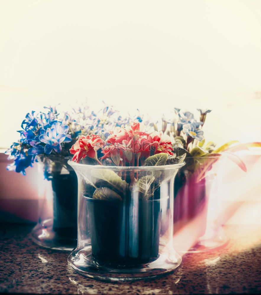 Similar – Flowers in a vase on the table