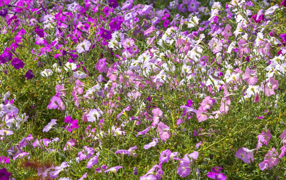 Similar – Foto Bild Lila Heidekrautgewächse auf Sardinien