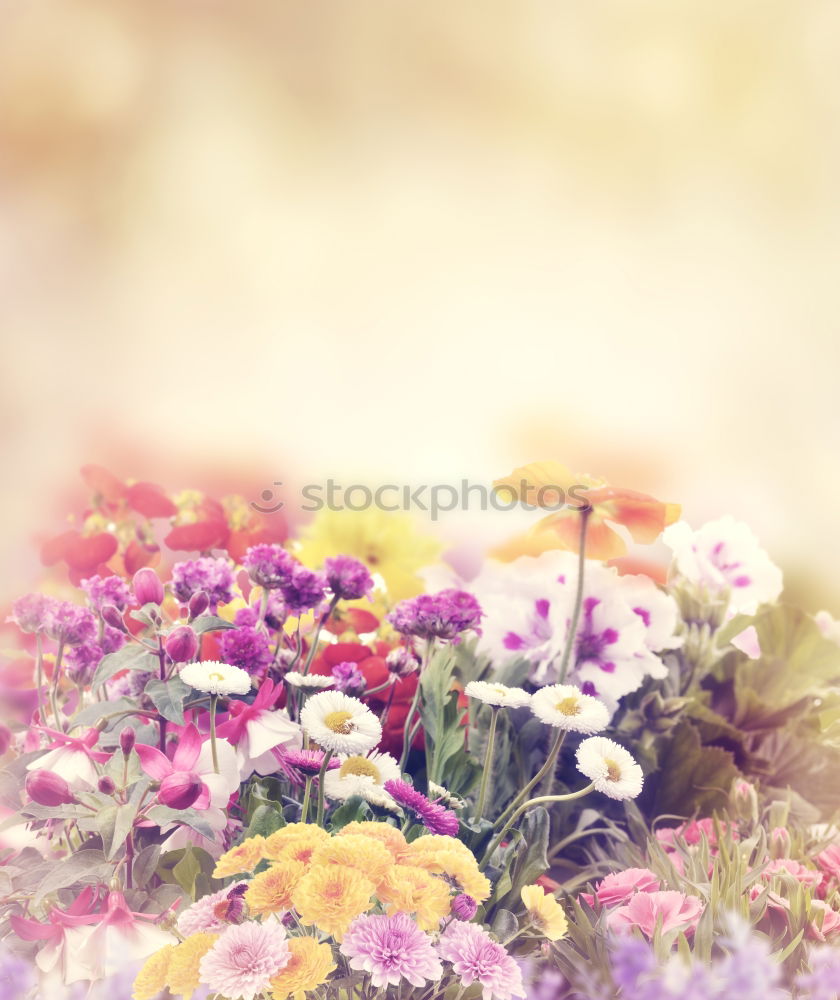 Similar – Bouquet with wild daisies