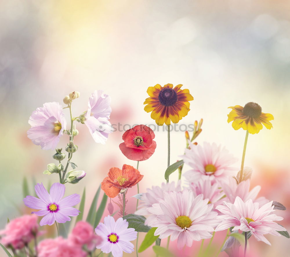 Similar – Image, Stock Photo Watering can with plants and flowers on a garden table