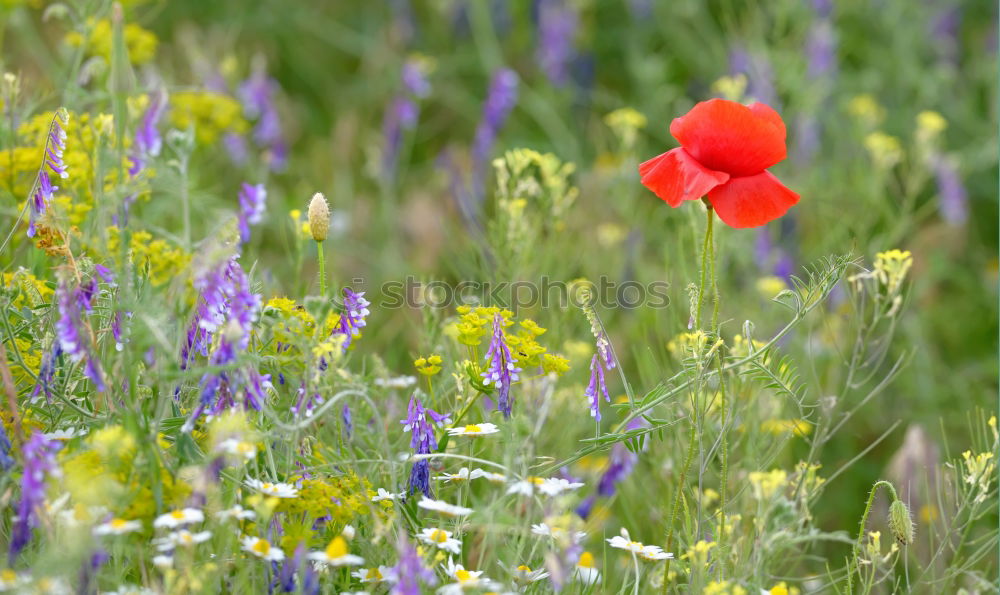 Similar – Image, Stock Photo Poppies and more. Summer