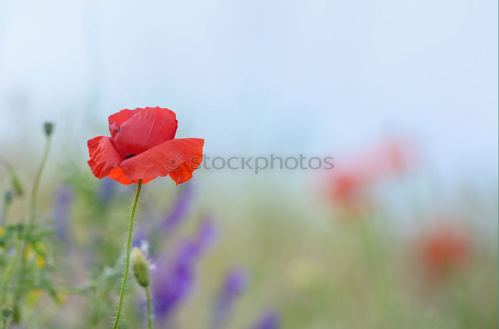 poppy field Environment