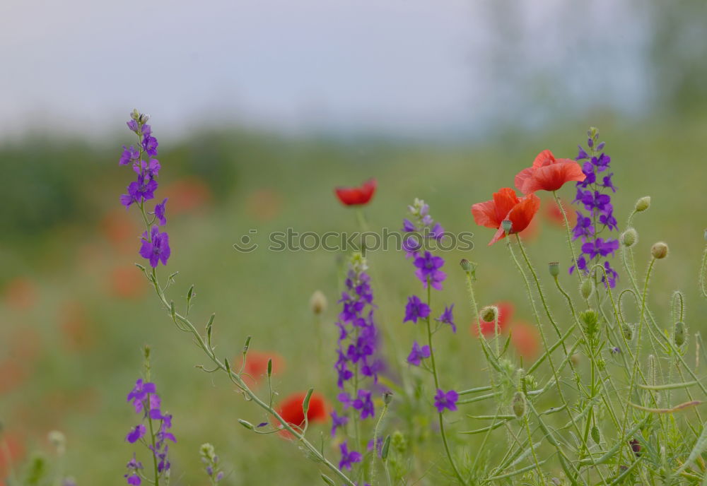 Similar – Image, Stock Photo Poppies and more. Summer