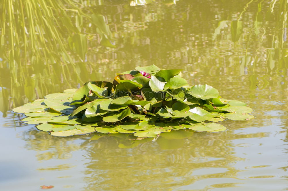 Similar – Wasserfrosch Tier Wildtier