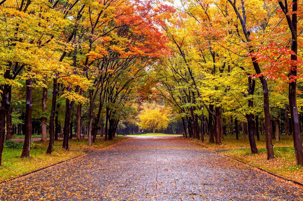 Similar – Autumn Alley Garden Nature