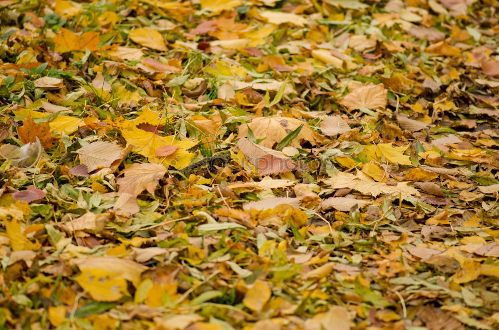 Similar – autumn Herbst Blatt Gras