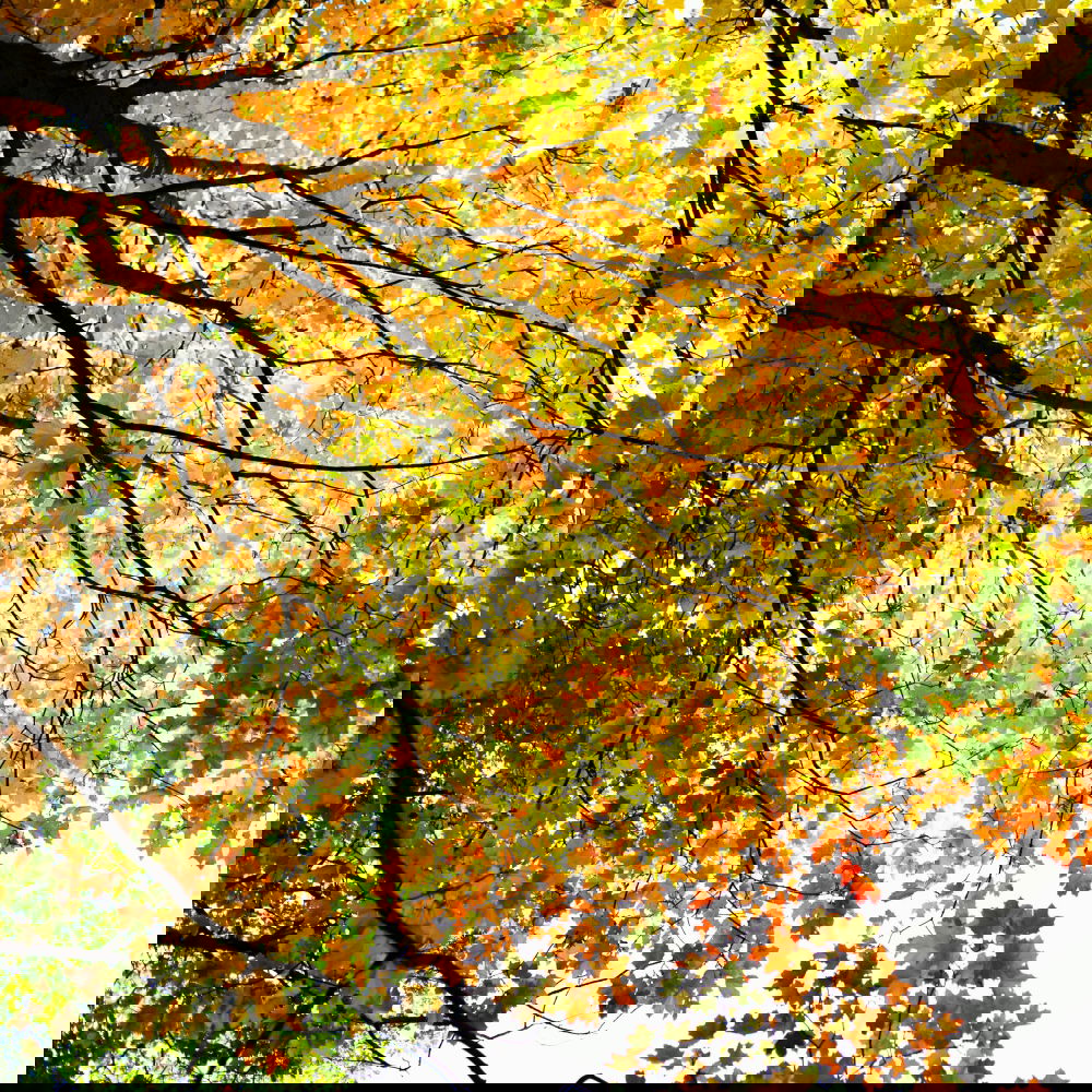 Similar – Foto Bild stark belaubt Herbst Baum