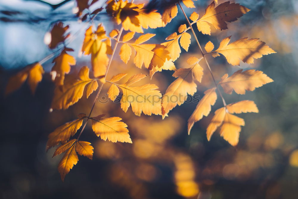 Similar – Herbstbeginn Natur