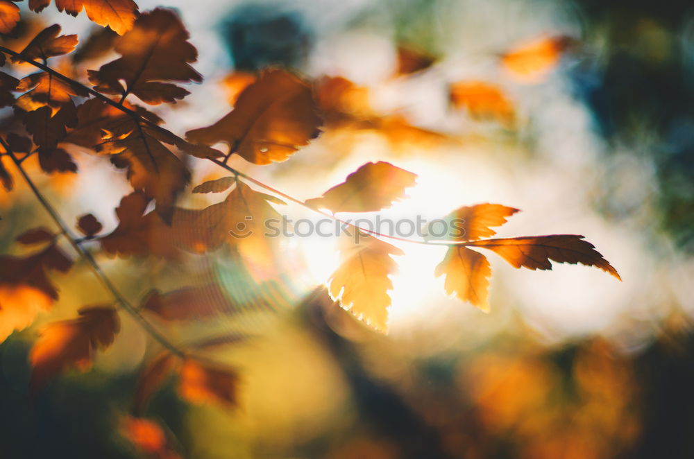 Similar – Image, Stock Photo Autumn leaf with sun rays