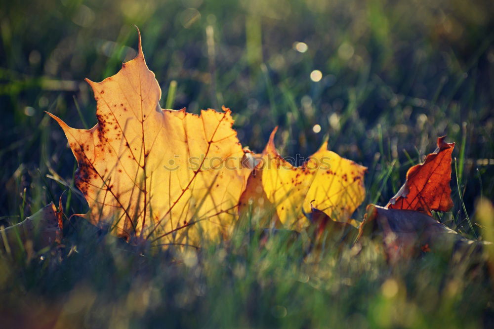 Similar – das Ende Wald Blatt Herbst