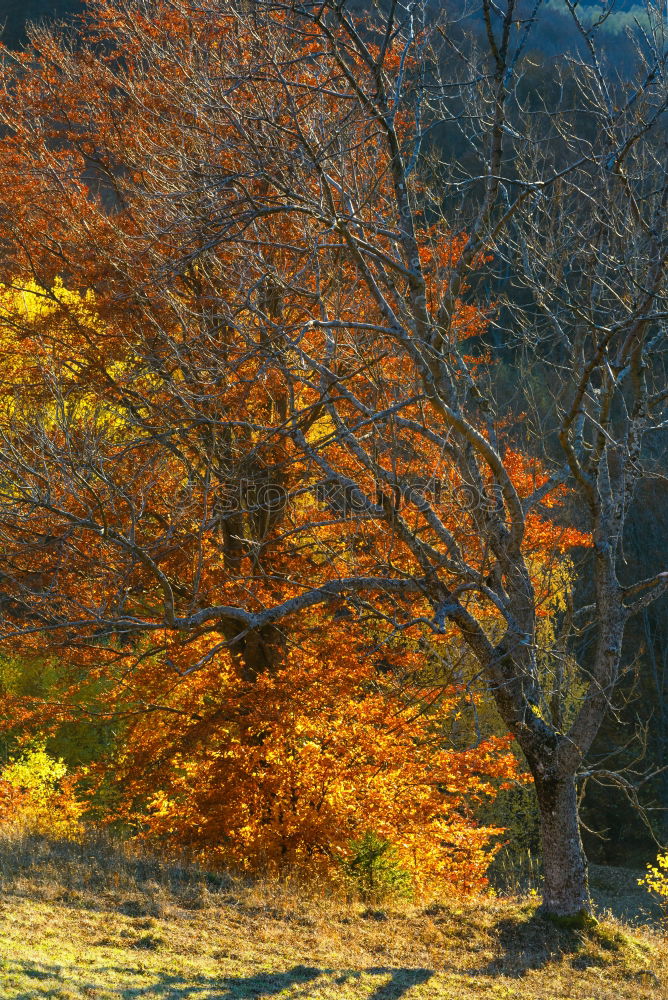 Similar – Laubbaum Herbst Baum