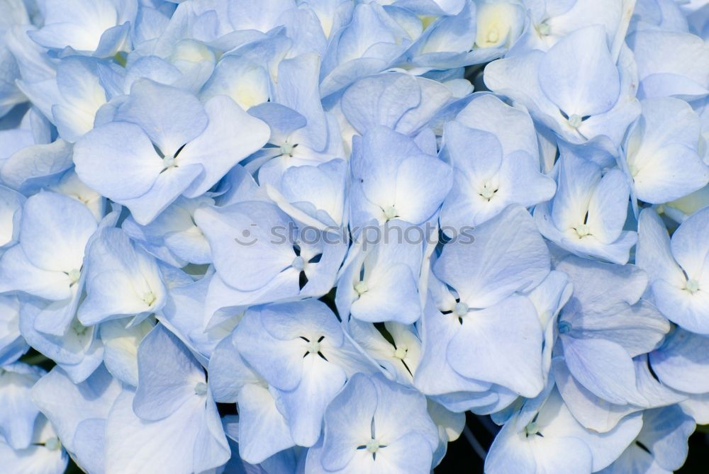 hydrangea Plant Summer