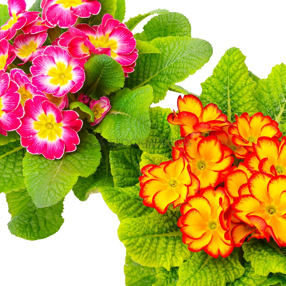 Similar – Yellow primroses on red wooden table