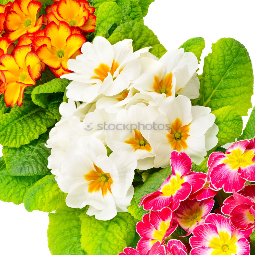 Similar – Pink primroses on red wooden table