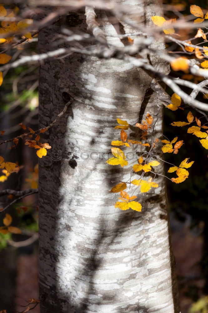 Similar – Image, Stock Photo Leaves during thunderstorms