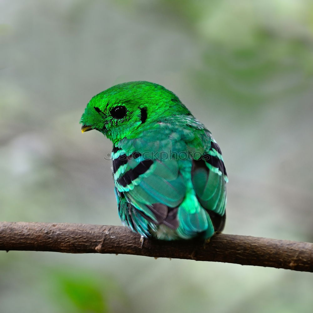 Similar – Image, Stock Photo violet-tailed sylph hummingbird