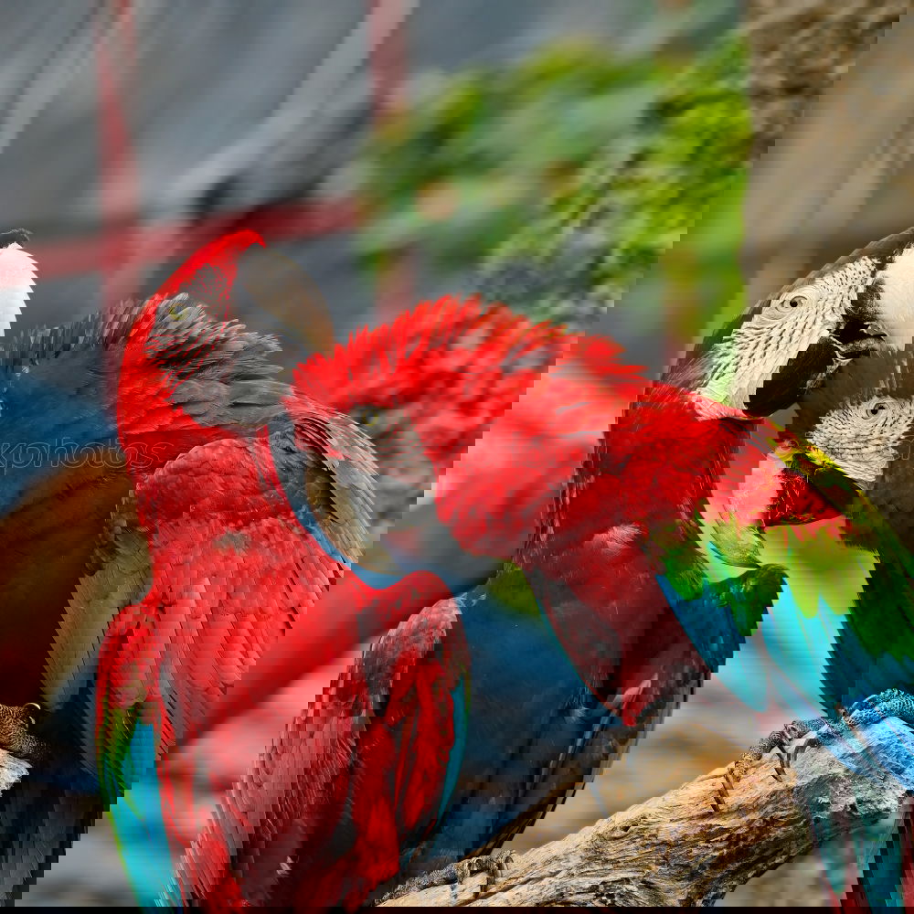 Similar – Image, Stock Photo Frida Forever Bird Parrots