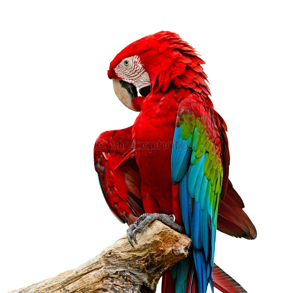 Similar – Image, Stock Photo Scarlett Macaw parrot in Honduras