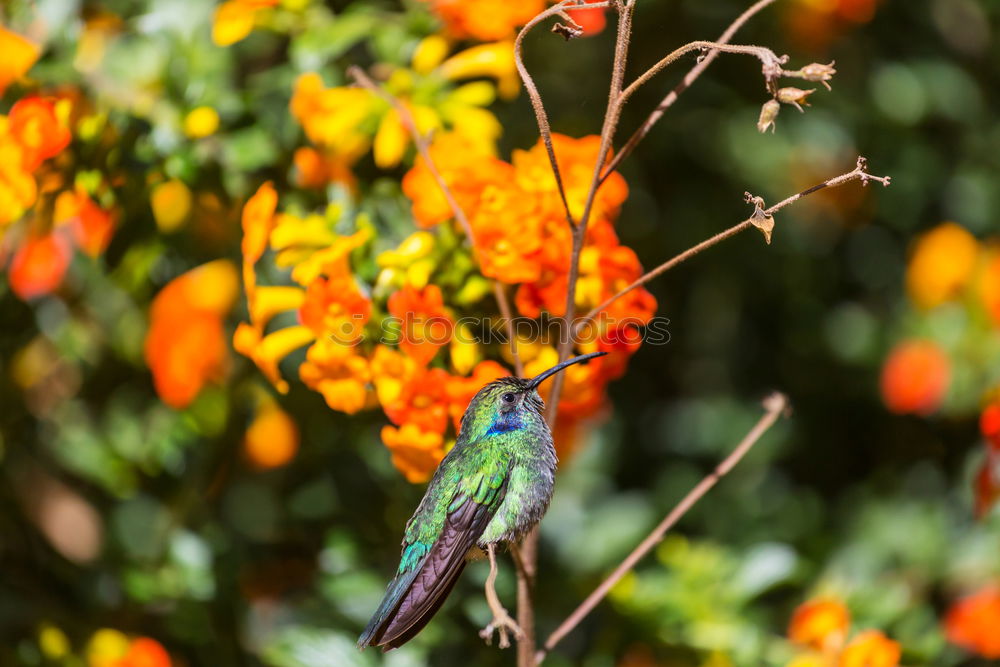 Foto Bild Kolibri II Ausflug