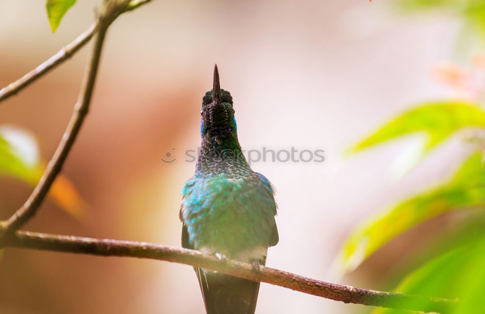 Similar – Beautiful Bird (Masked Trogon, Ecuador)