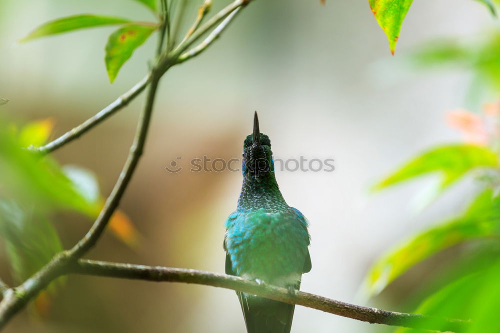 Similar – Flying Artist (Hummingbird, Cloud Forest Ecuador)