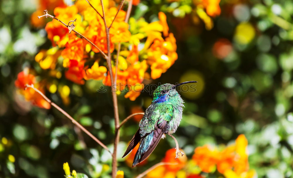 Similar – Foto Bild Kolibri II Ausflug