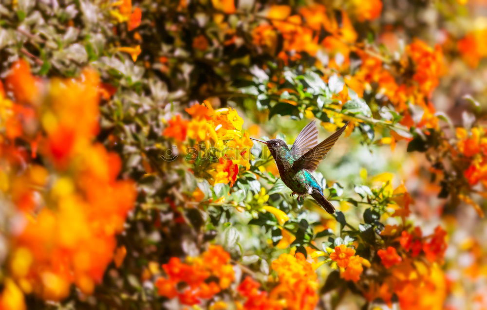 Similar – Wandelroeschen, Lantana, camara, Wandelrosen,