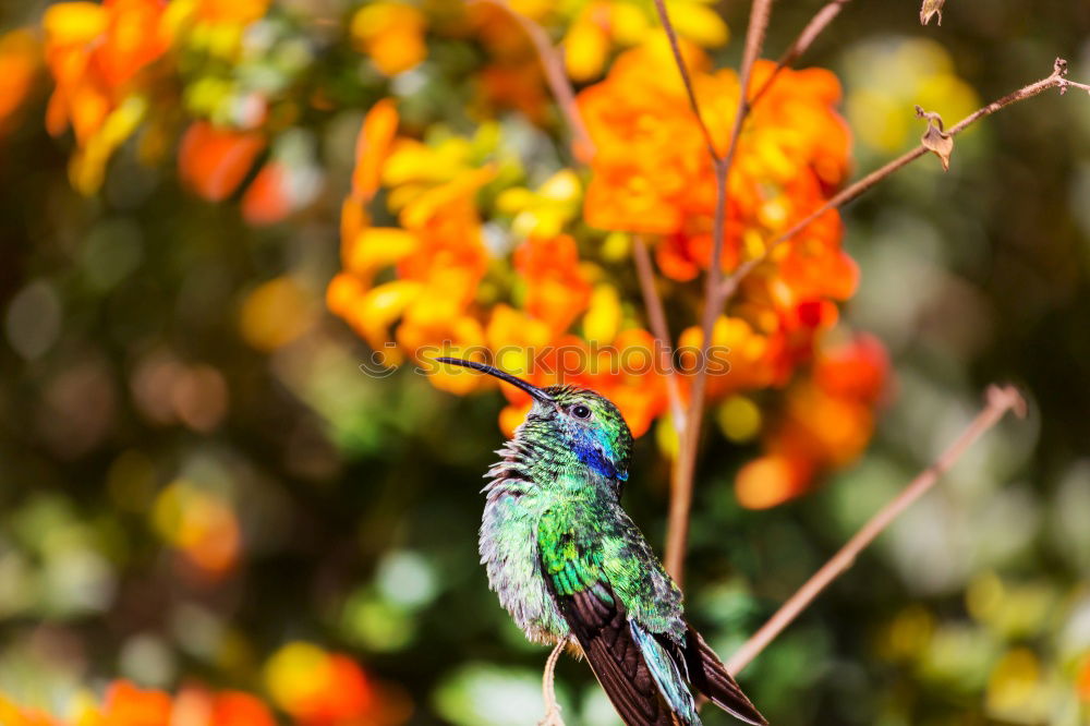 Similar – Foto Bild Kolibri II Ausflug