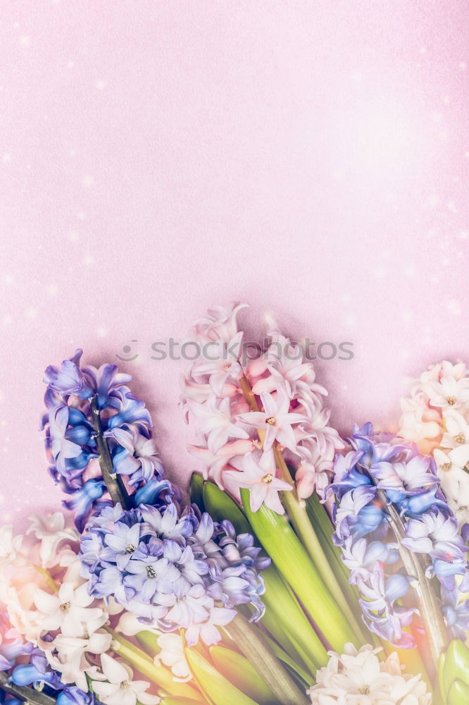 Similar – Beautiful spring flowers with hearts and shield