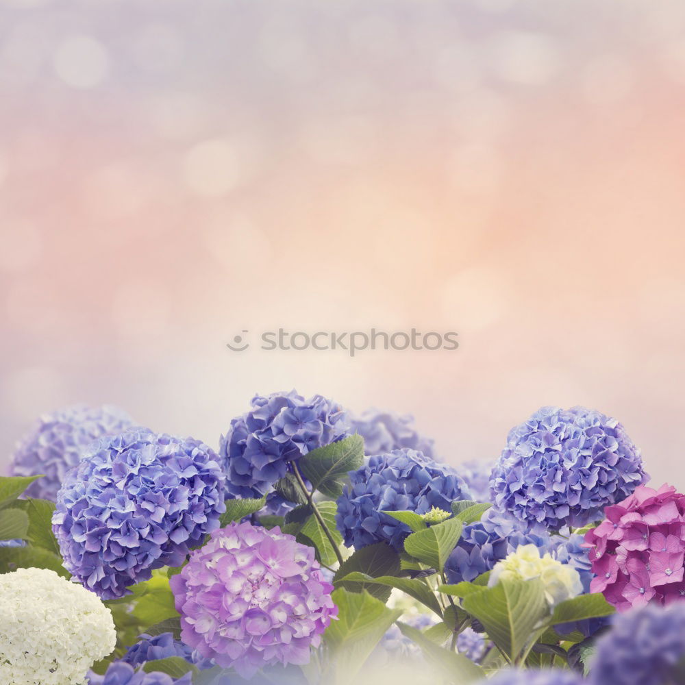 Similar – Striped primrose flowers in a flower pot