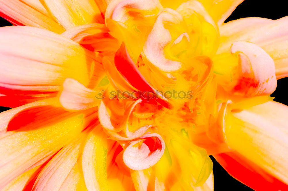 Similar – Image, Stock Photo flower Flower Gerbera