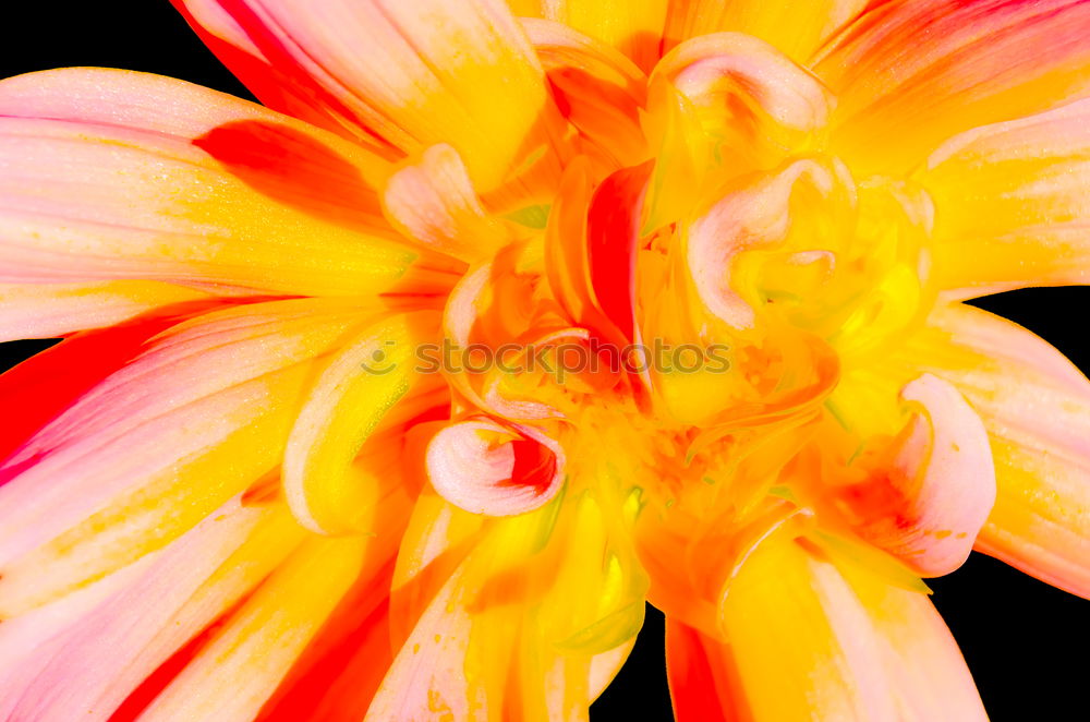 Similar – Image, Stock Photo Clivia 2 Flower Blossom