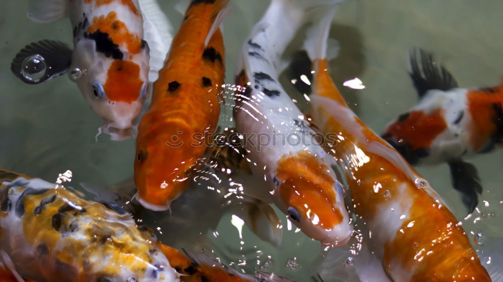 Similar – Image, Stock Photo food jogging Animal Water