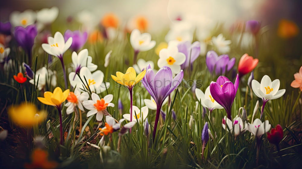 Similar – Image, Stock Photo springtime Environment