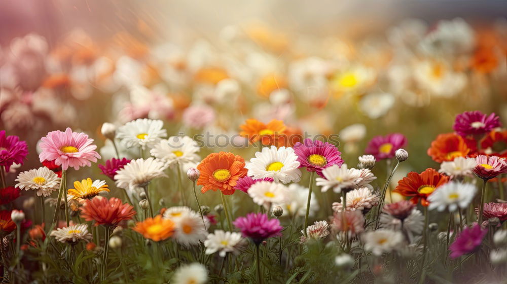 Similar – Image, Stock Photo tulips Flower Tulip