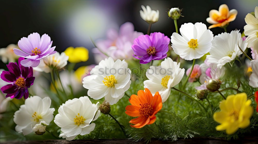 Similar – Ranunculus flowerpots