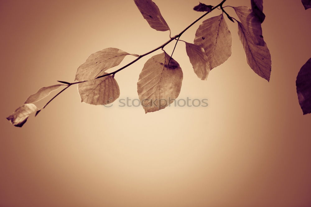 Similar – Image, Stock Photo Lamprocapnos Nature Plant